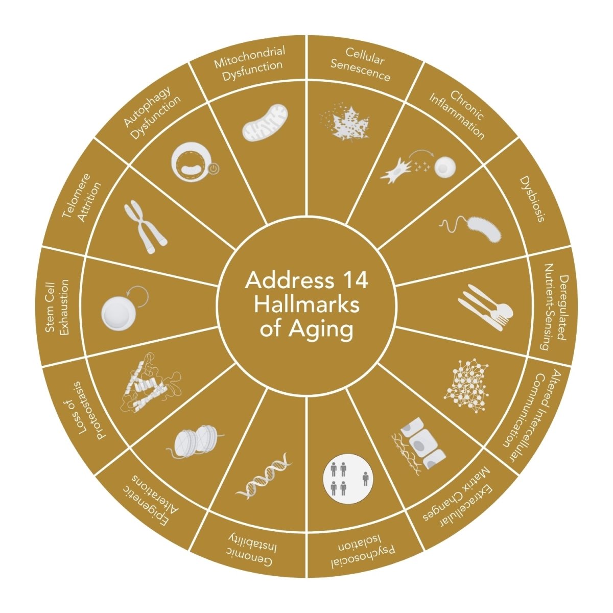 Collagen‑Hyaluron Beauty Booster - Niance - Food Suplement - Aida Bicaj