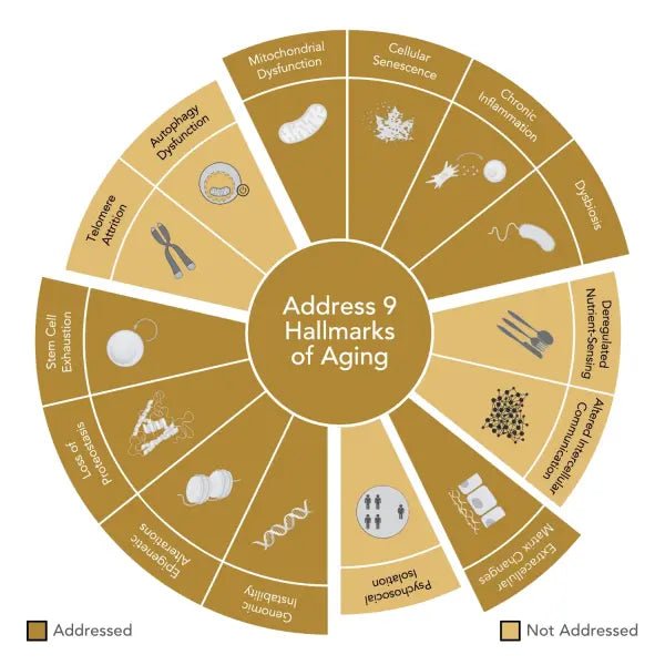 Premium Glacier Facial Cream - Niance - Creams - Aida Bicaj