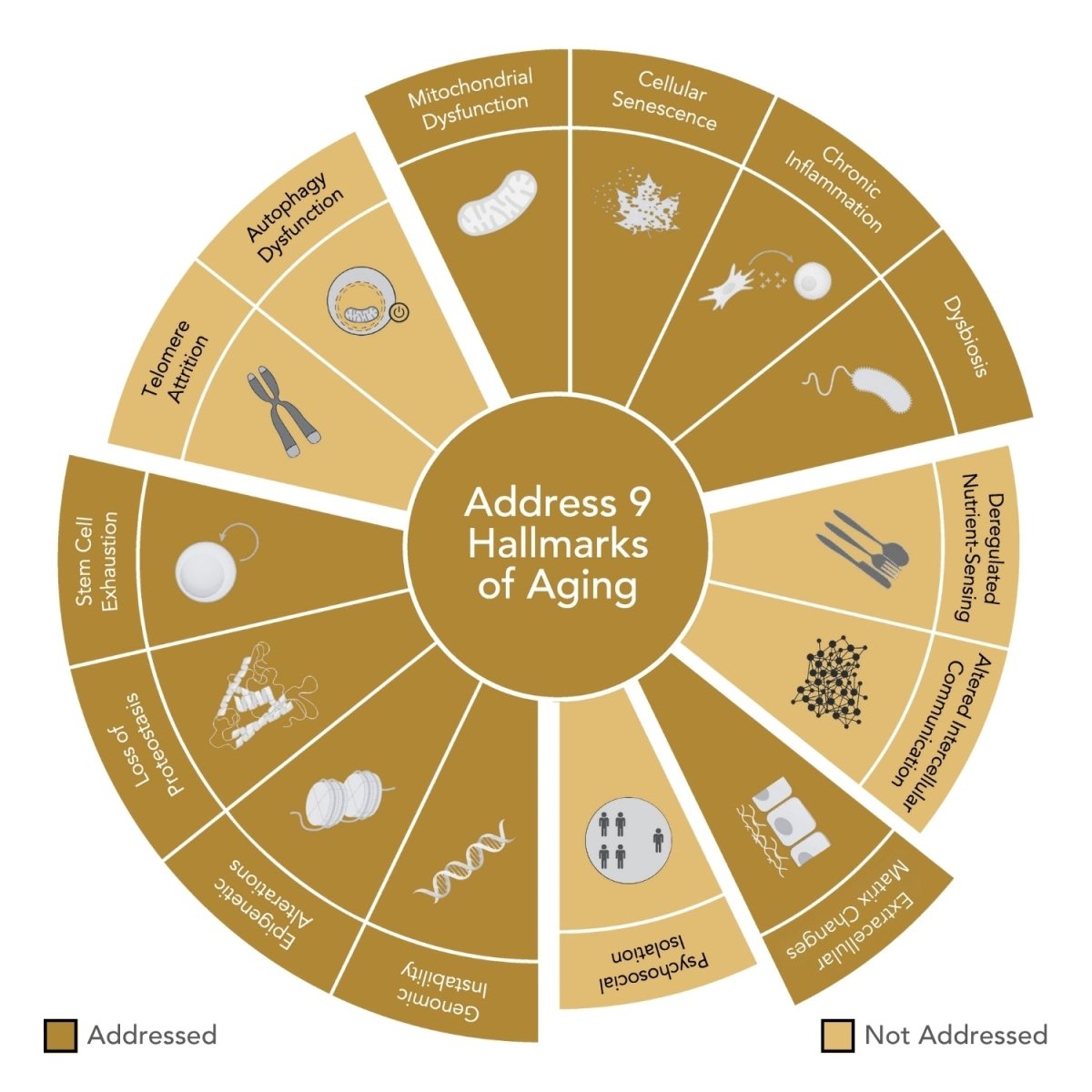 Premium Glacier Eye Serum - Niance - Eye Care - Aida Bicaj