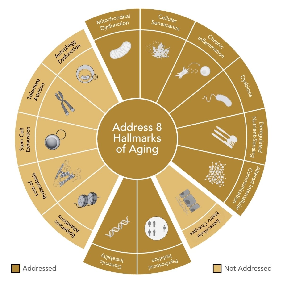 VITALITY (GENR8® Biotic) Food Supplement - Niance - Food Suplement - Aida Bicaj